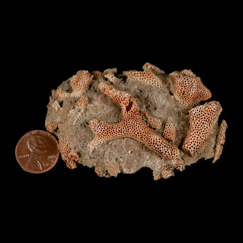 3" Thamnopora SP Coral Fossil Coral Reef Devonian Age Verde Valley, Arizona