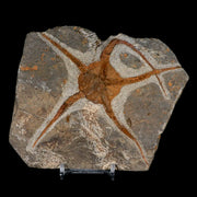 5.3" Brittlestar Ophiura Sp Starfish Fossil Ordovician Age Morocco COA & Stand
