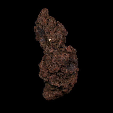 3" Prehistoric Coprolite Fossil Specimen Poop Dung Miocene Age Madagascar COA
