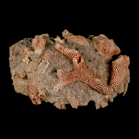 3" Thamnopora SP Coral Fossil Coral Reef Devonian Age Verde Valley, Arizona