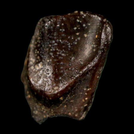 0.5" Triceratops Fossil Tooth Lance Creek FM Cretaceous Dinosaur WY COA Display