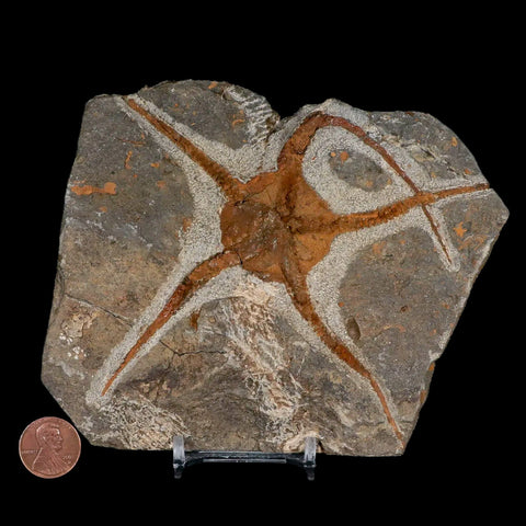 5.3" Brittlestar Ophiura Sp Starfish Fossil Ordovician Age Morocco COA & Stand - Fossil Age Minerals