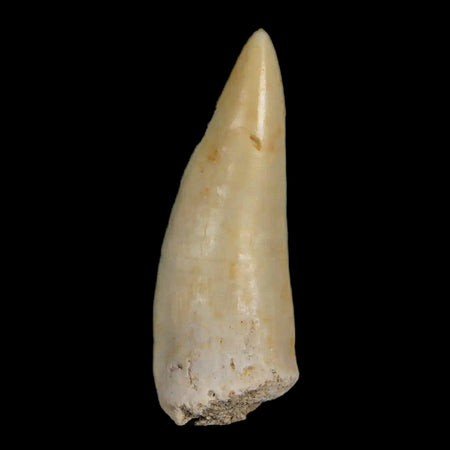 1.4" Saber Toothed Herring Fossil Fang Enchodus Libycus Cretaceous COA Stand