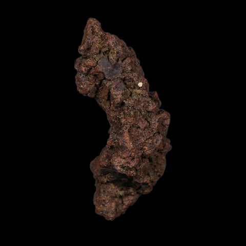 3" Prehistoric Coprolite Fossil Specimen Poop Dung Miocene Age Madagascar COA