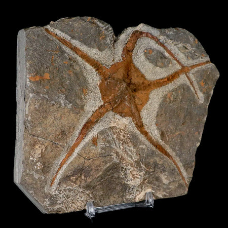 5.3" Brittlestar Ophiura Sp Starfish Fossil Ordovician Age Morocco COA & Stand