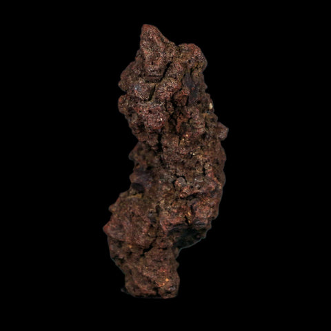 3" Prehistoric Coprolite Fossil Specimen Poop Dung Miocene Age Madagascar COA