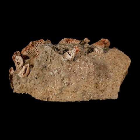 3" Thamnopora SP Coral Fossil Coral Reef Devonian Age Verde Valley, Arizona