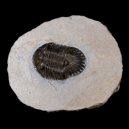 1.4" Scabriscutellum Trilobite Fossil Devonian Morocco 400 Million Years Old COA