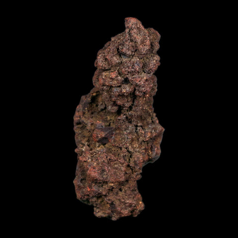 3" Prehistoric Coprolite Fossil Specimen Poop Dung Miocene Age Madagascar COA