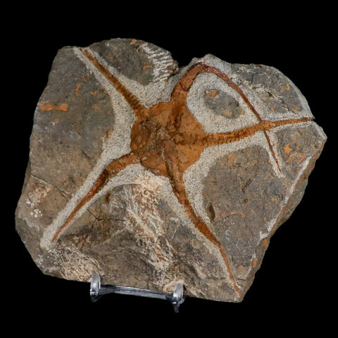 5.3" Brittlestar Ophiura Sp Starfish Fossil Ordovician Age Morocco COA & Stand - Fossil Age Minerals
