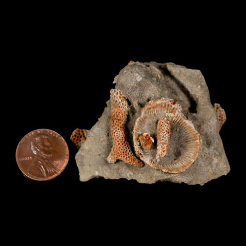 2.2" Thamnopora SP Coral Fossil Coral Reef Devonian Age Verde Valley, Arizona