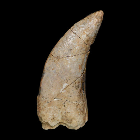 2.5" Eocarcharia Dinops Tooth Fossil Cretaceous Age Carcharodontosaurid Dinosaur Niger