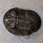 1.4" Scabriscutellum Trilobite Fossil Devonian Morocco 400 Million Years Old COA