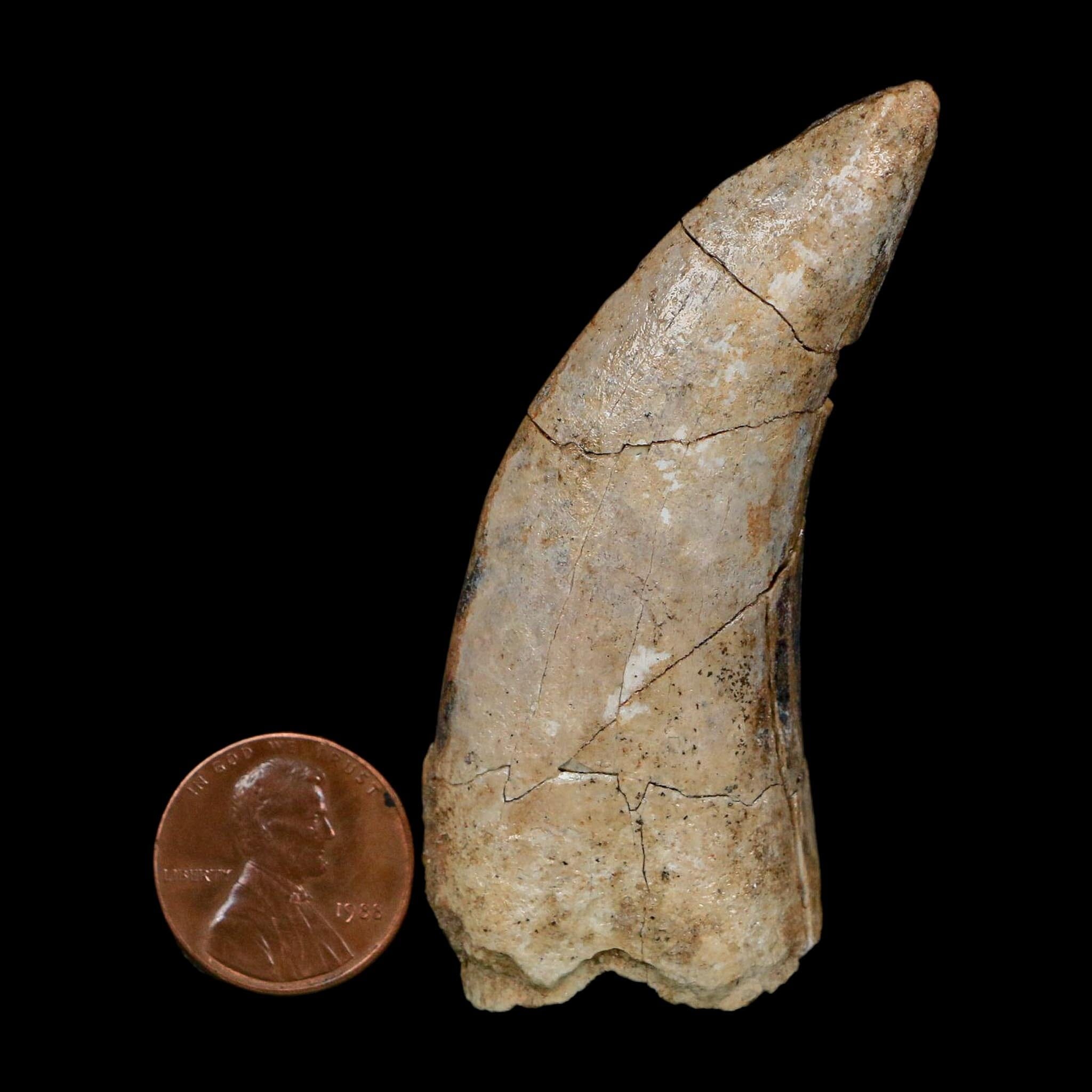 2.5" Eocarcharia Dinops Tooth Fossil Cretaceous Age Carcharodontosaurid Dinosaur Niger - Fossil Age Minerals