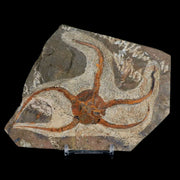 4.4" Brittlestar Ophiura Sp Starfish Fossil Ordovician Age Morocco COA & Stand