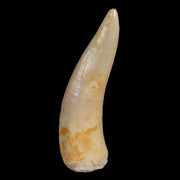 1.5" Saber Toothed Herring Fossil Fang Enchodus Libycus Cretaceous COA Stand