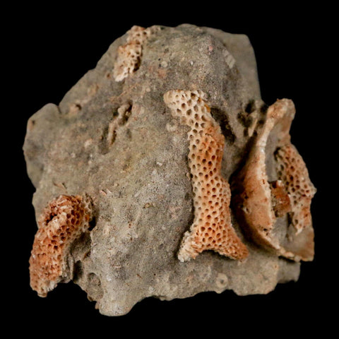 2.2" Thamnopora SP Coral Fossil Coral Reef Devonian Age Verde Valley, Arizona