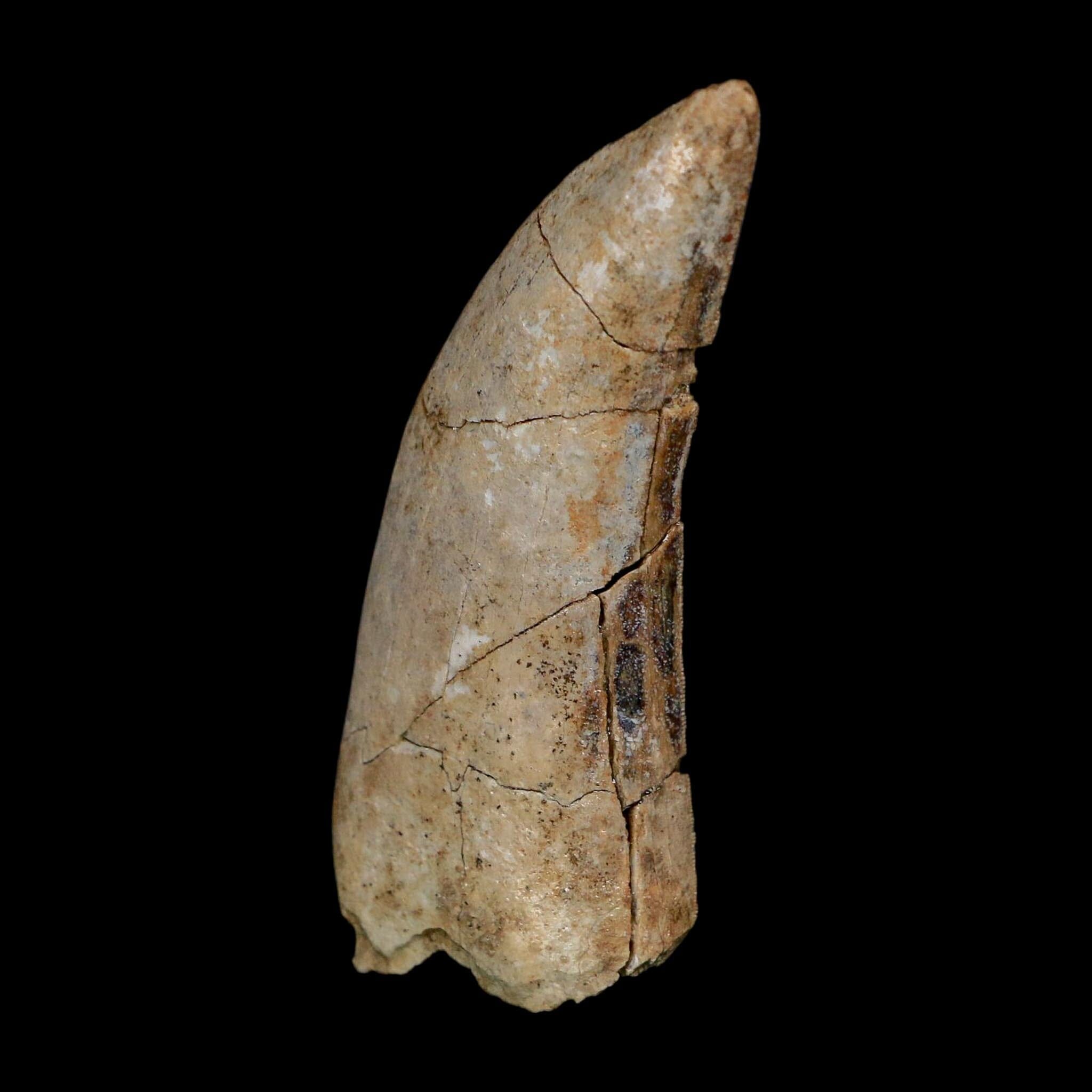2.5" Eocarcharia Dinops Tooth Fossil Cretaceous Age Carcharodontosaurid Dinosaur Niger - Fossil Age Minerals