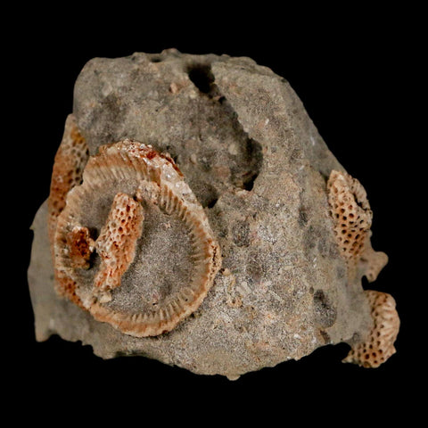 2.2" Thamnopora SP Coral Fossil Coral Reef Devonian Age Verde Valley, Arizona