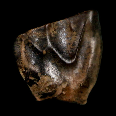 0.5" Triceratops Fossil Tooth Lance Creek FM Cretaceous Dinosaur WY COA Display