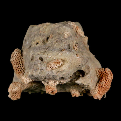 2.2" Thamnopora SP Coral Fossil Coral Reef Devonian Age Verde Valley, Arizona