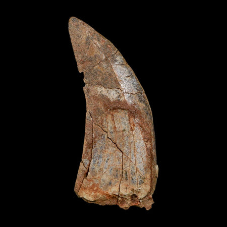 2.5" Eocarcharia Dinops Tooth Fossil Cretaceous Age Carcharodontosaurid Dinosaur Niger