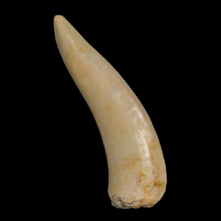 1.5" Saber Toothed Herring Fossil Fang Enchodus Libycus Cretaceous COA Stand