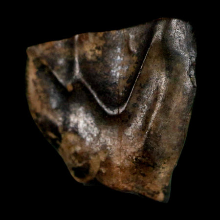 0.5" Triceratops Fossil Tooth Lance Creek FM Cretaceous Dinosaur WY COA Display