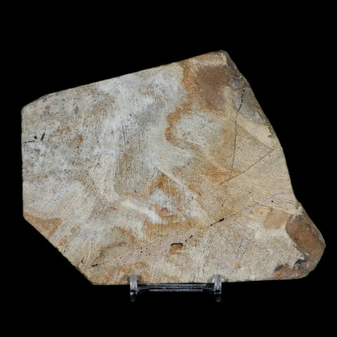 4.4" Brittlestar Ophiura Sp Starfish Fossil Ordovician Age Morocco COA & Stand - Fossil Age Minerals