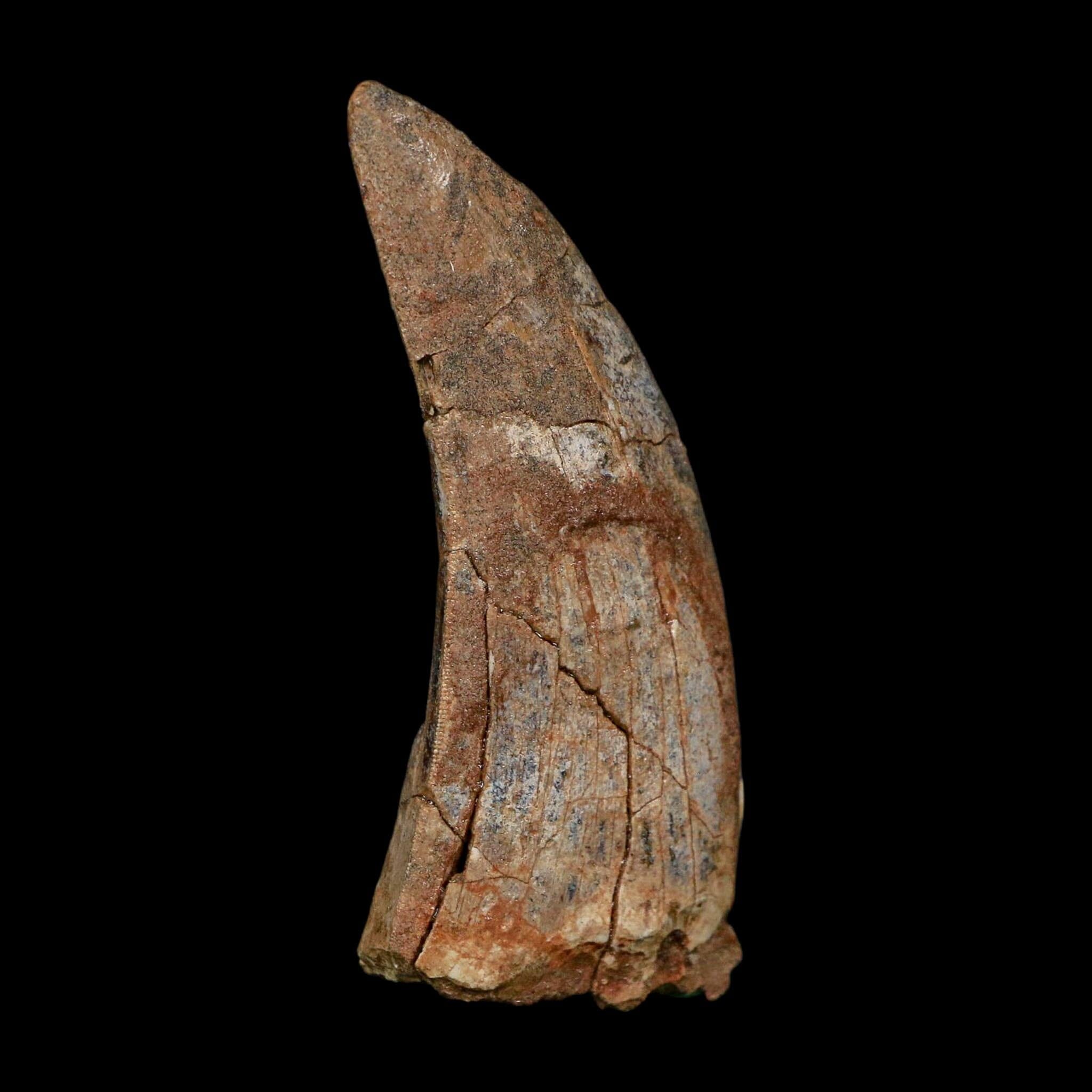 2.5" Eocarcharia Dinops Tooth Fossil Cretaceous Age Carcharodontosaurid Dinosaur Niger - Fossil Age Minerals
