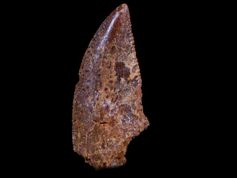 0.7" Abelisaur Serrated Tooth Fossil Cretaceous Age Dinosaur Morocco COA, Display - Fossil Age Minerals