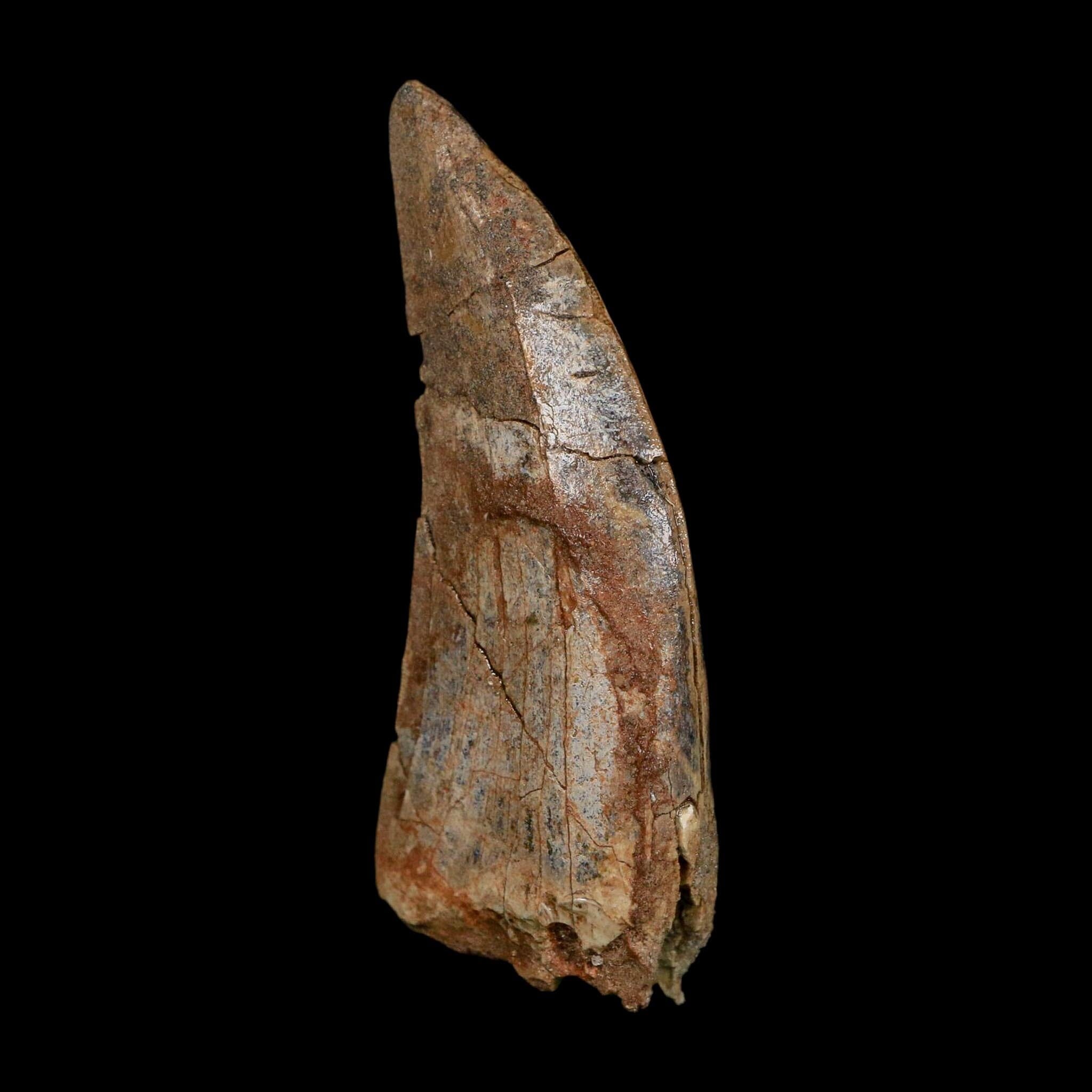 2.5" Eocarcharia Dinops Tooth Fossil Cretaceous Age Carcharodontosaurid Dinosaur Niger - Fossil Age Minerals