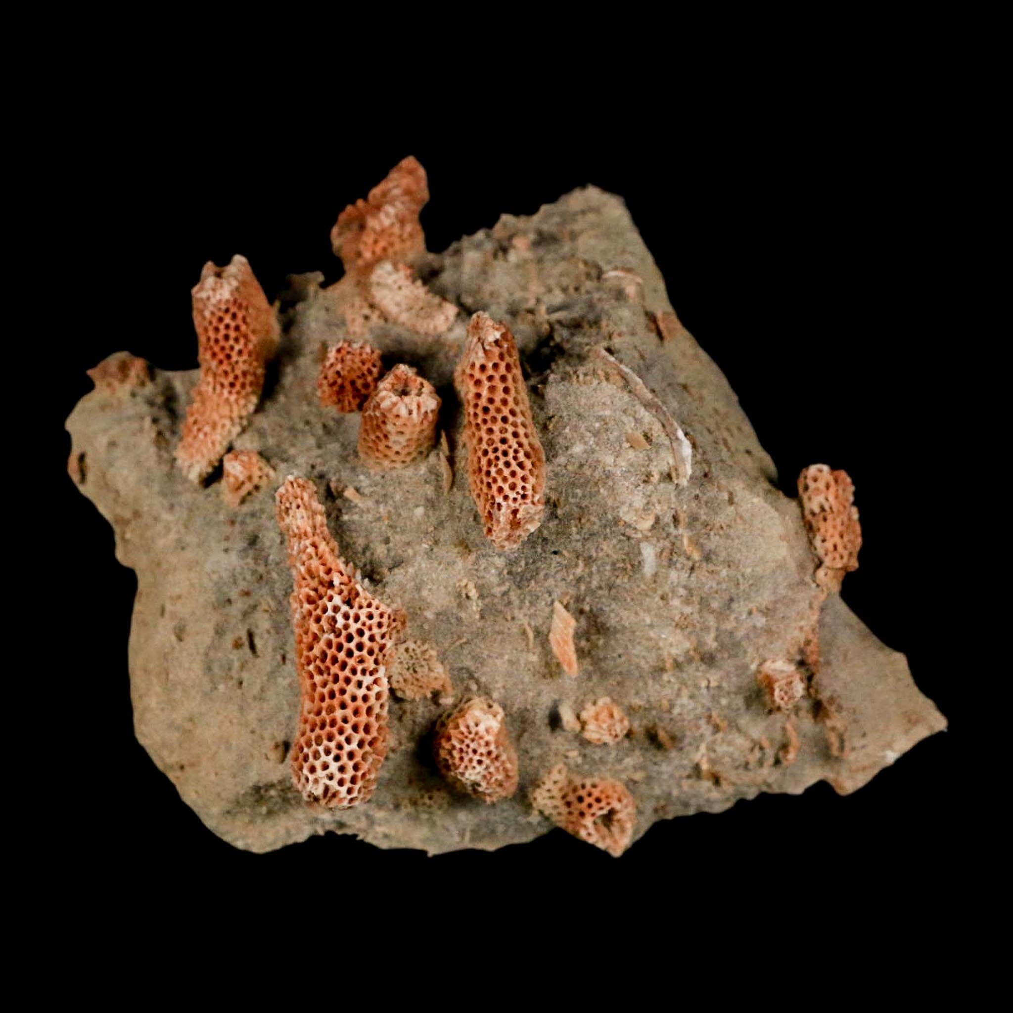 2.8" Thamnopora SP Coral Fossil Coral Reef Devonian Age Verde Valley, Arizona - Fossil Age Minerals