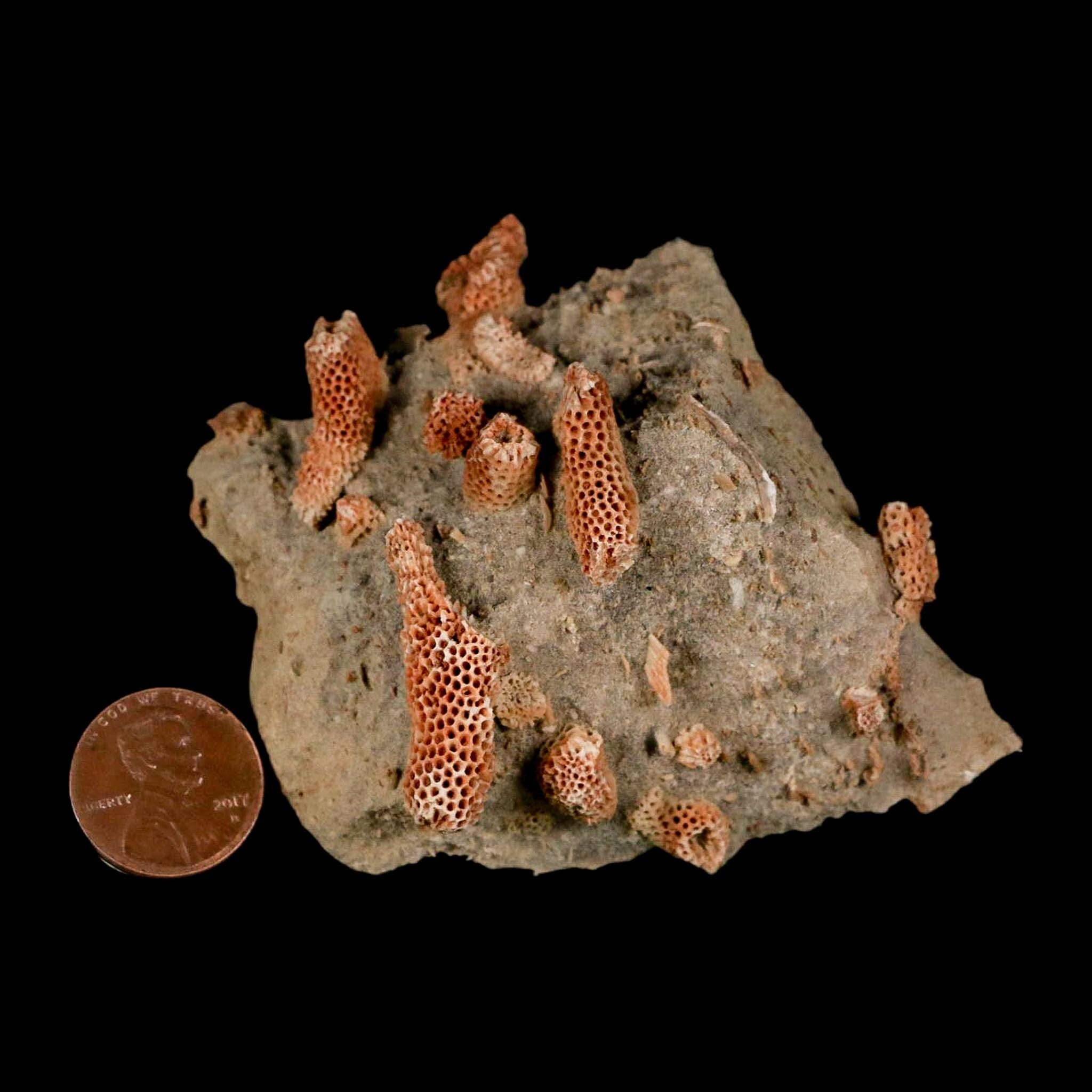 2.8" Thamnopora SP Coral Fossil Coral Reef Devonian Age Verde Valley, Arizona - Fossil Age Minerals