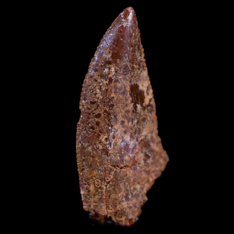 0.7" Abelisaur Serrated Tooth Fossil Cretaceous Age Dinosaur Morocco COA, Display - Fossil Age Minerals
