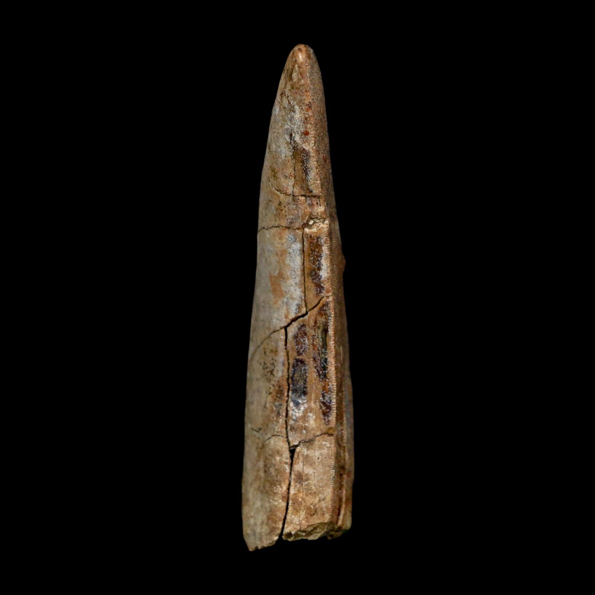 2.5" Eocarcharia Dinops Tooth Fossil Cretaceous Age Carcharodontosaurid Dinosaur Niger - Fossil Age Minerals