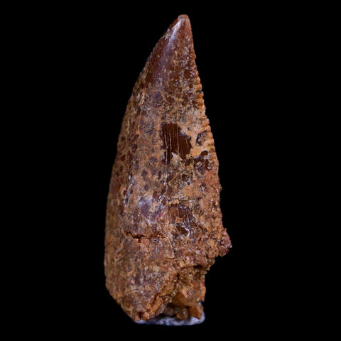 0.7" Abelisaur Serrated Tooth Fossil Cretaceous Age Dinosaur Morocco COA, Display - Fossil Age Minerals
