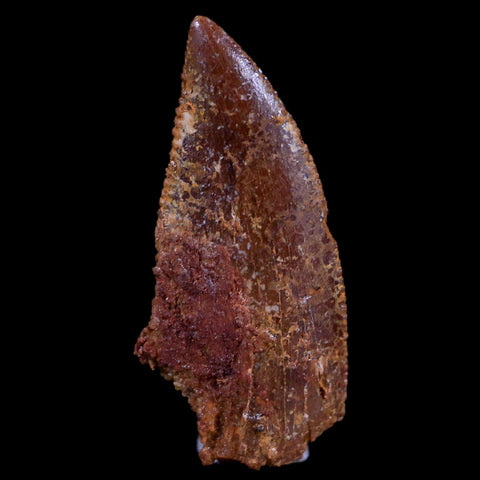 0.7" Abelisaur Serrated Tooth Fossil Cretaceous Age Dinosaur Morocco COA, Display - Fossil Age Minerals