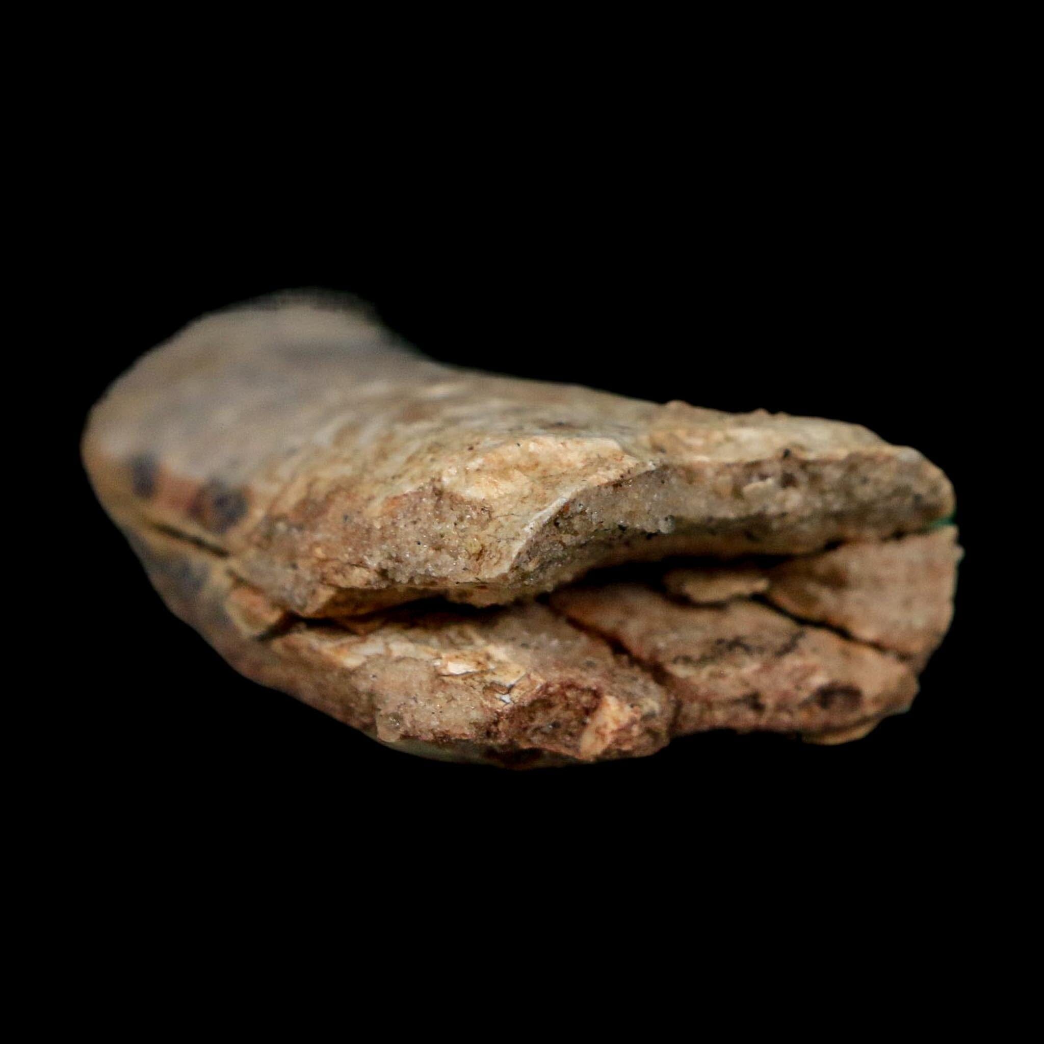 2.5" Eocarcharia Dinops Tooth Fossil Cretaceous Age Carcharodontosaurid Dinosaur Niger - Fossil Age Minerals