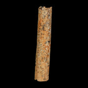 1.1" Hadrosaur Dinosaur Tendon Fossil Lance Creek FM Cretaceous WY COA Display