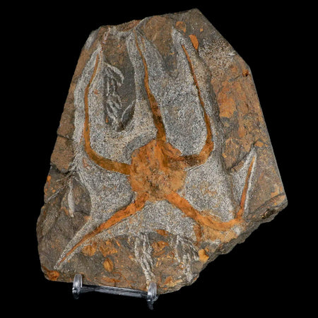 4.6" Brittlestar Ophiura Sp Starfish Fossil Ordovician Age Morocco COA & Stand