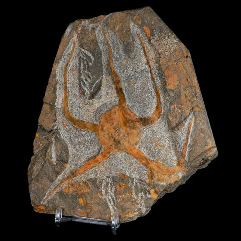 4.6" Brittlestar Ophiura Sp Starfish Fossil Ordovician Age Morocco COA & Stand - Fossil Age Minerals