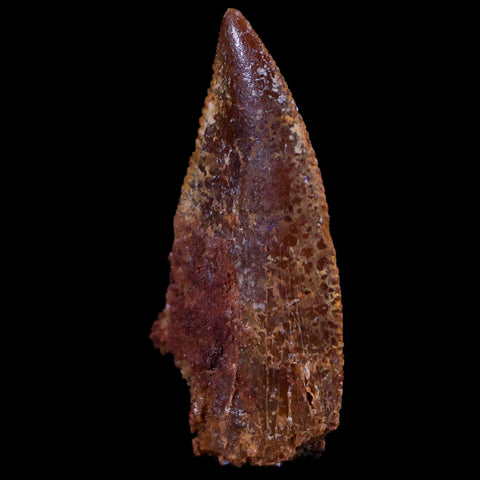 0.7" Abelisaur Serrated Tooth Fossil Cretaceous Age Dinosaur Morocco COA, Display - Fossil Age Minerals