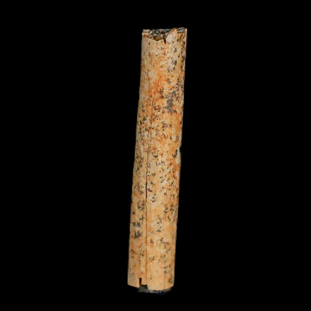 1.1" Hadrosaur Dinosaur Tendon Fossil Lance Creek FM Cretaceous WY COA Display