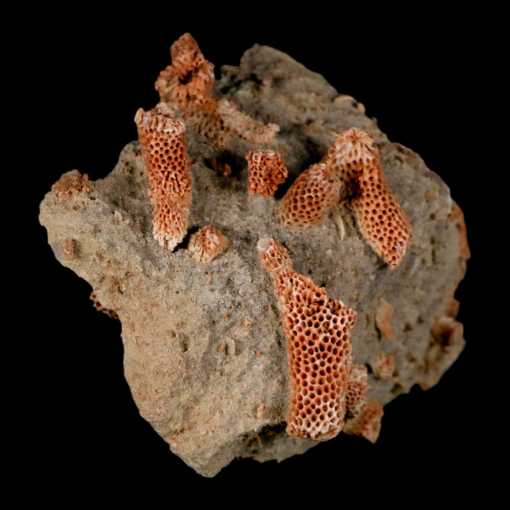 2.8" Thamnopora SP Coral Fossil Coral Reef Devonian Age Verde Valley, Arizona - Fossil Age Minerals