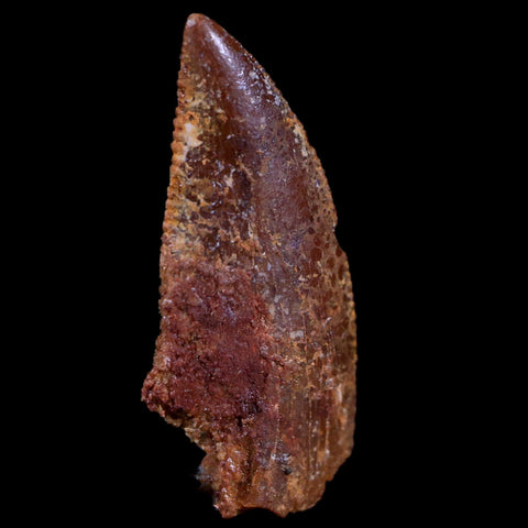 0.7" Abelisaur Serrated Tooth Fossil Cretaceous Age Dinosaur Morocco COA, Display - Fossil Age Minerals
