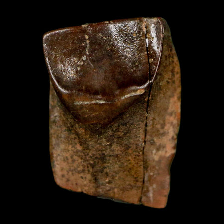 0.5" Triceratops Fossil Tooth Lance Creek FM Cretaceous Dinosaur WY COA Display