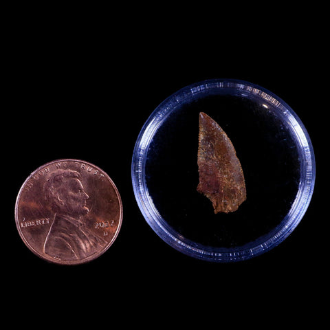 0.7" Abelisaur Serrated Tooth Fossil Cretaceous Age Dinosaur Morocco COA, Display - Fossil Age Minerals
