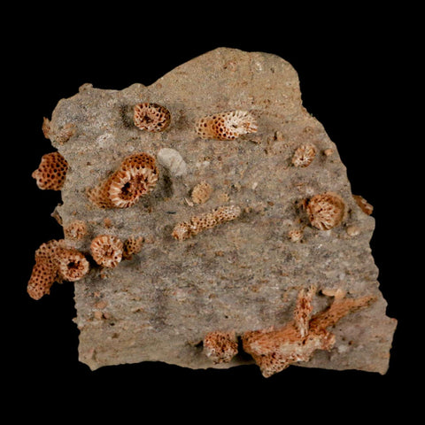 2.8" Thamnopora SP Coral Fossil Coral Reef Devonian Age Verde Valley, Arizona