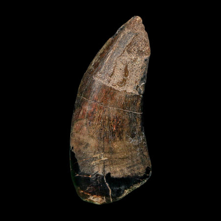 2.4" Eocarcharia Dinops Tooth Fossil Cretaceous Age Carcharodontosaurid Dinosaur Niger
